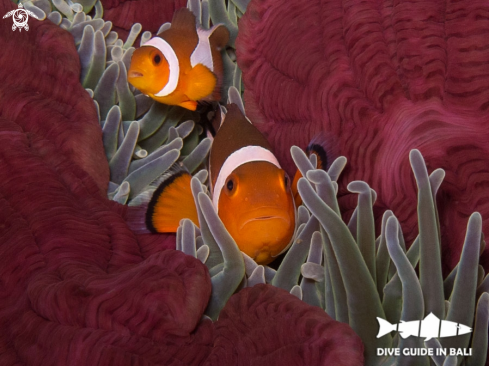 A Anemonefish