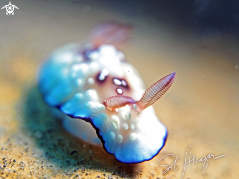 A nudibranch