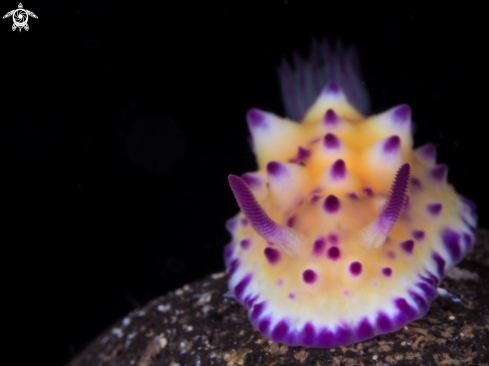 A Nudibranch