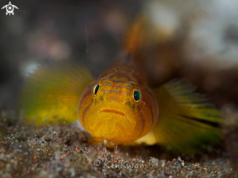 A Goby