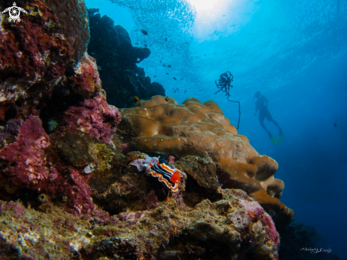 A Nudibranch