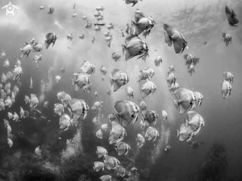 A Longfin Batfish