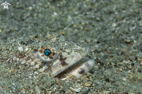 A Fish hiding for hunting