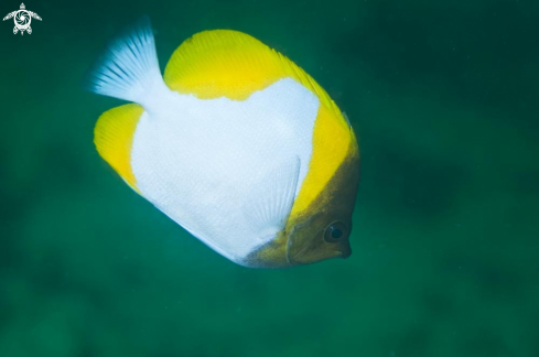 A reef fish