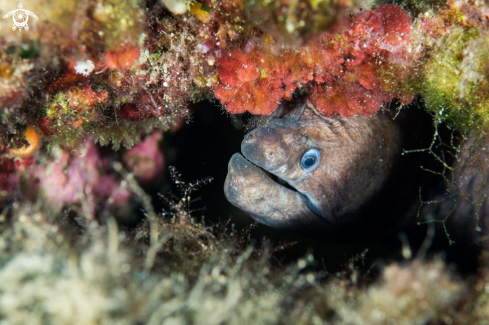 A Moray eel