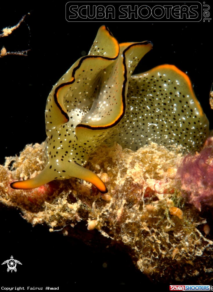 A Ornate Sap-sucking Slug