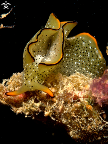 A Elysia ornata | Ornate Sap-sucking Slug