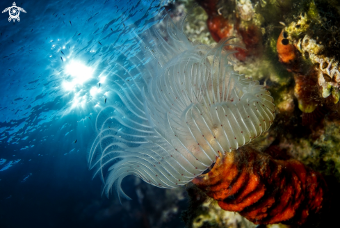 A Tube Worm