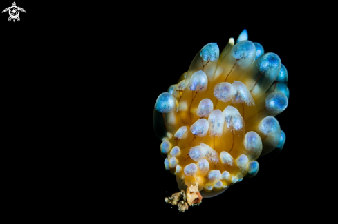 A Nudibranch