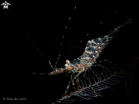 A Hydroid Shrimp