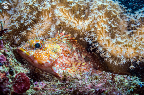 A Sebastiscus marmoratus (Cuvier, 1829) | Marbled rockfish