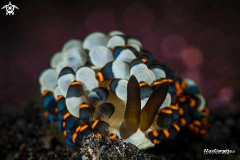 A nudi Tenellia sp.