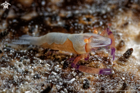 A Imperator shrimp