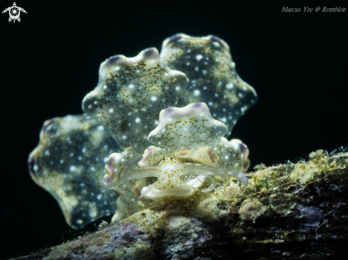 A Cyerce Bourbonica | Butterfly Nudi