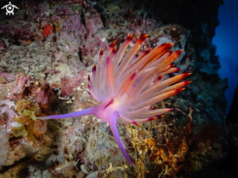 A Nudibranch