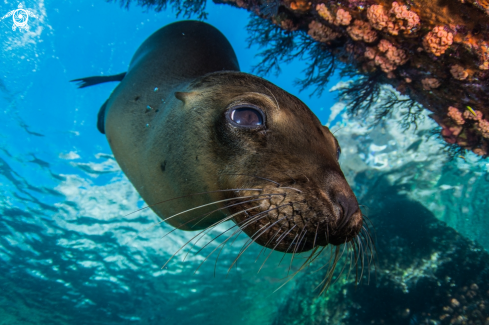 A Zalophus californianus | León marino