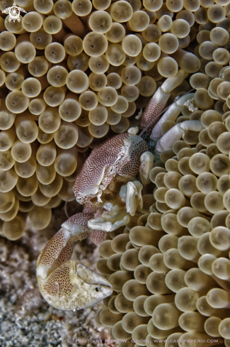 A Neopetrolisthes maculatus | Porzellan crab