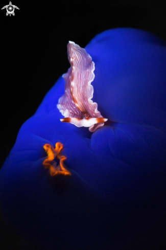 A nudibranch