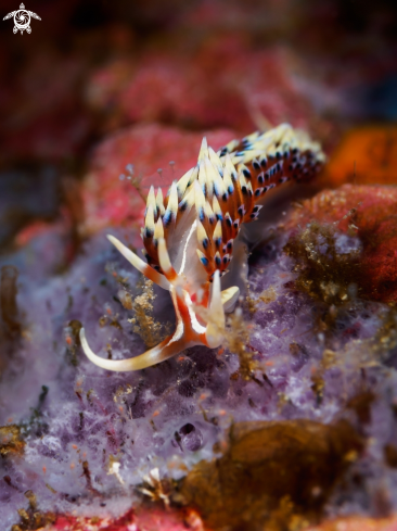 A Nudibranch