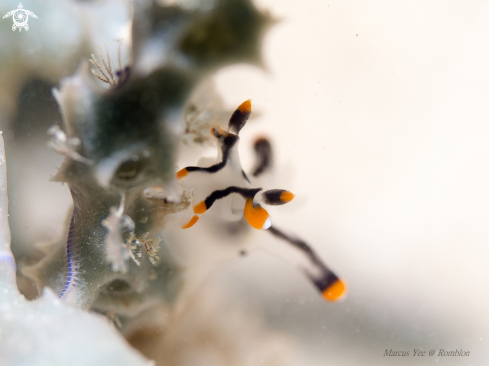 A Nudibranch