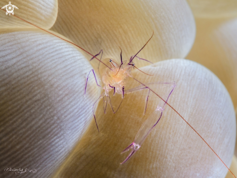 A Anemone shrimp 