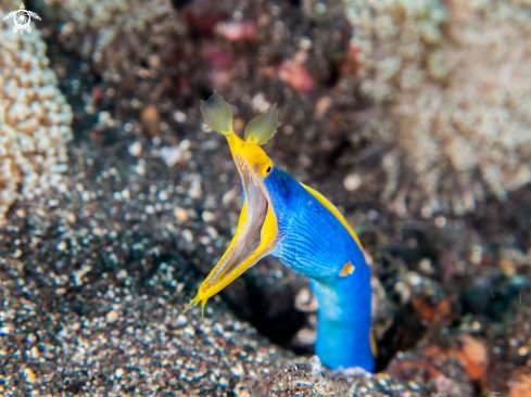 A blue ribbon eel