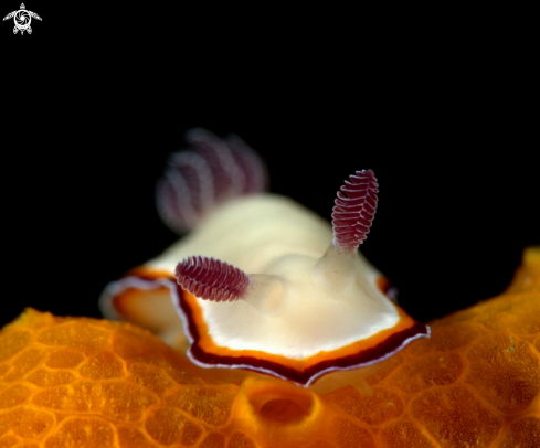 A Nudibranch