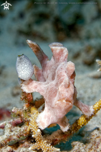 A Antennarius comerson | Frog Fish