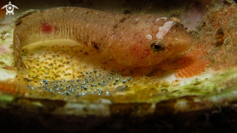 A Lepadogaster with eggs | Chafarrocas cuidando la puesta