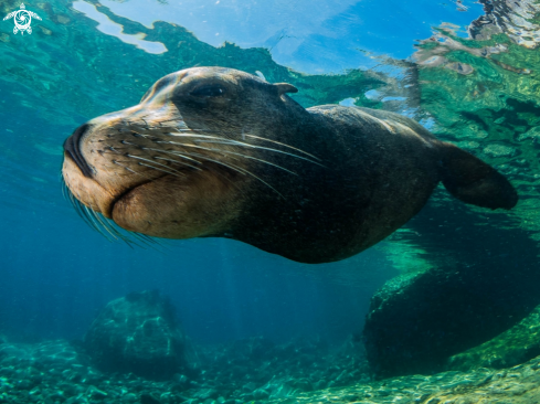 A Zalophus californianus | A toda velocidad