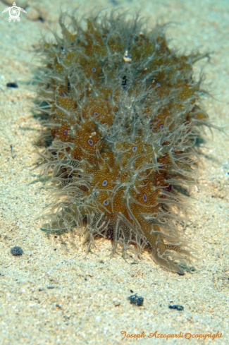 A nudi branch