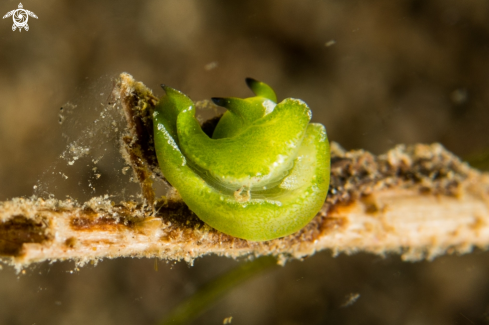 A Sapsucking slug