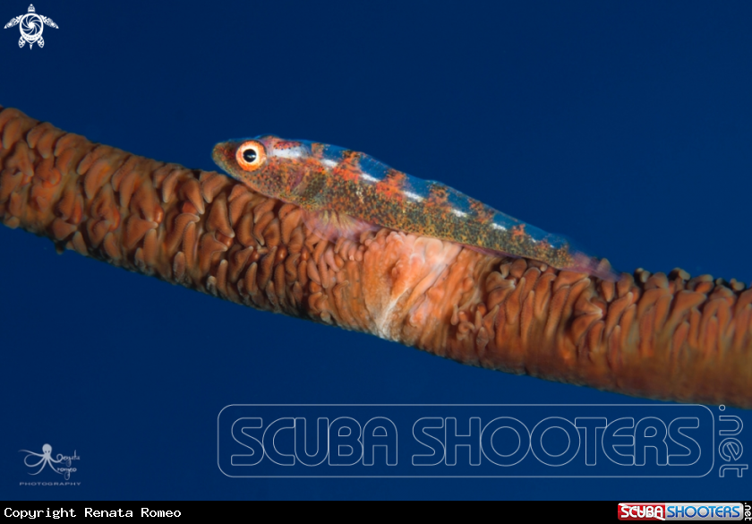A wire-coral goby