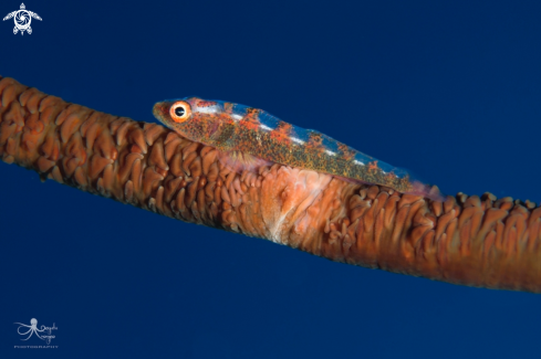 A wire-coral goby