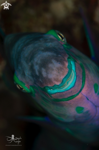 A Parrotfish