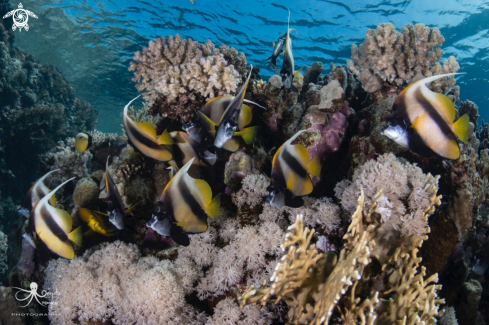 A Heniochus diphreutes | Bannerfish