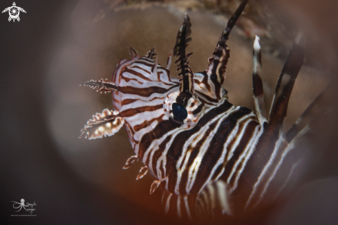 A Lionfish