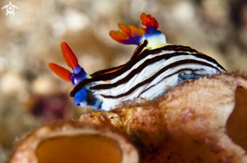 A nudibranch