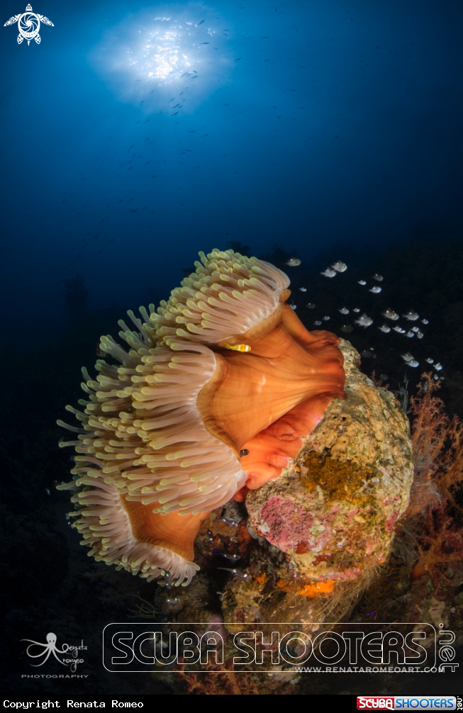 A Magnificent Sea Anemone