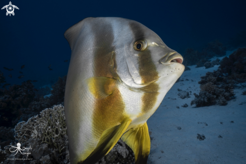 A Platax | Batfish