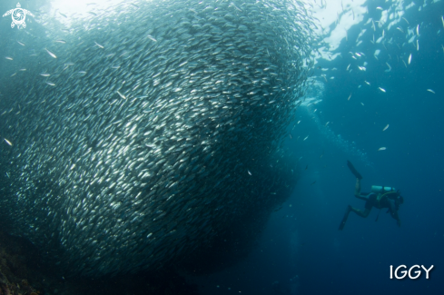 A Sardine Run