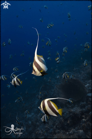 A Chaetodontidae | Banner fish