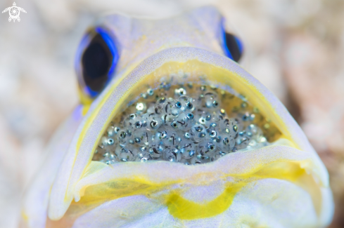 A Yellowhead Jawfish