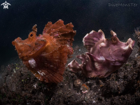 A Eschmeyer's scorpionfish | Rhinopias Paddle-Flap 