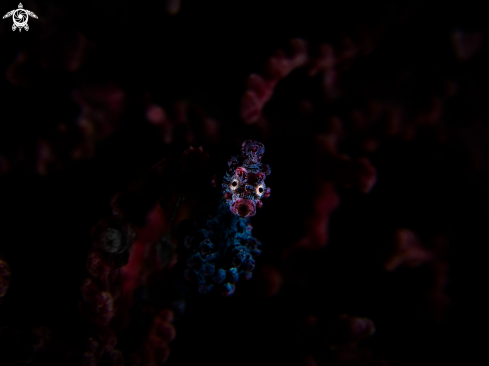 A Pygmy Seahorse