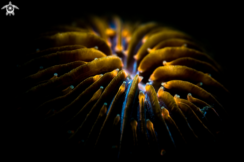 A Slipper coral