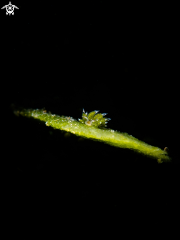 A Sheep nudibranch