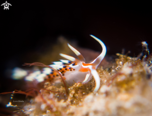 A Nudibranch