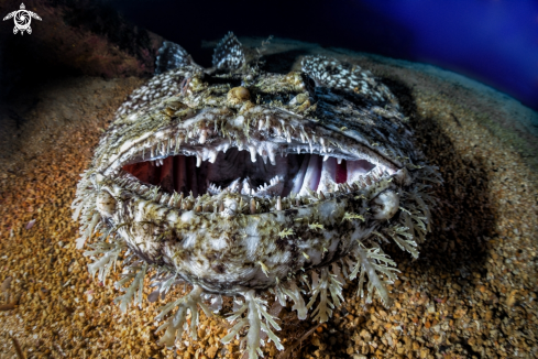 A Lophius Piscatorius | Rana Pescatrice