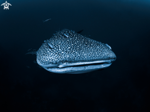 A Whale Shark